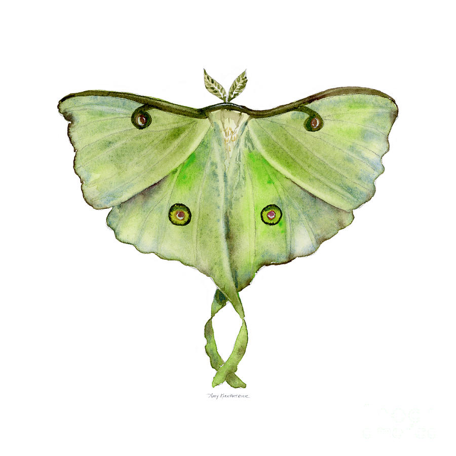 100 Luna Moth Painting by Amy Kirkpatrick