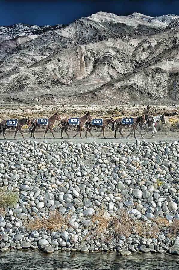 Mountain Photograph - 100 Mules by Cat Connor