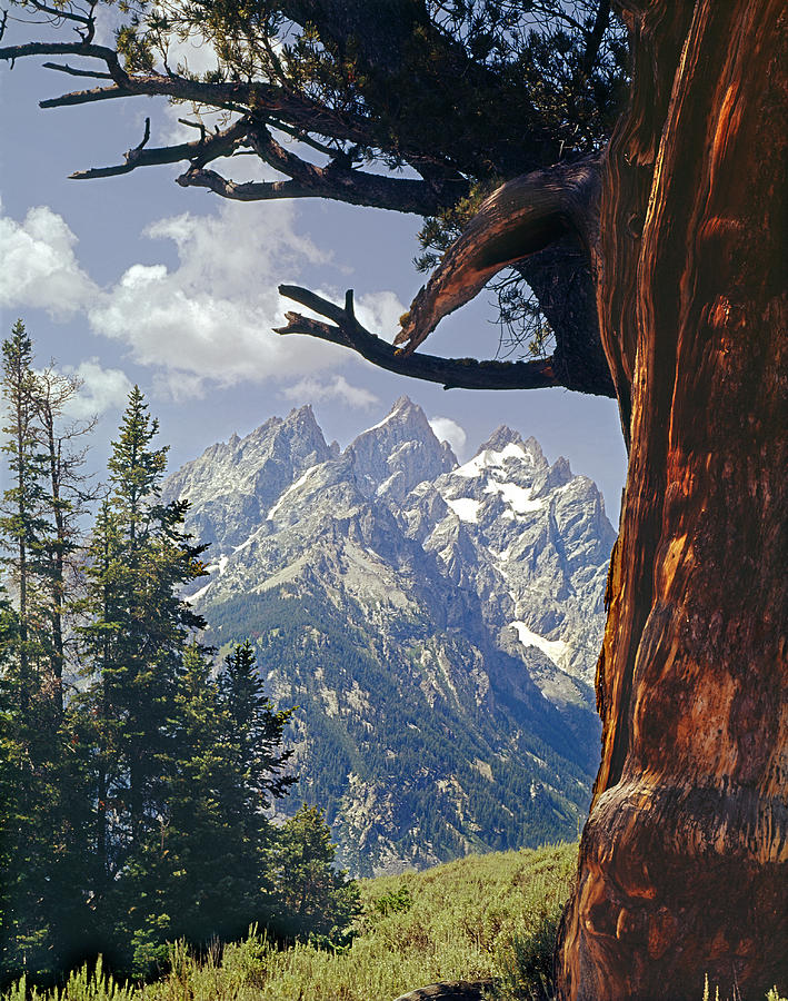 4M9308-Old Patriarch,1000 Year Old Tree, WY Photograph by Ed  Cooper Photography