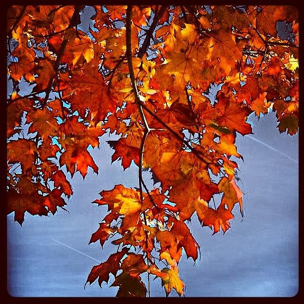Fall Photograph - Instagram Photo #1001368201447 by Matt Yates