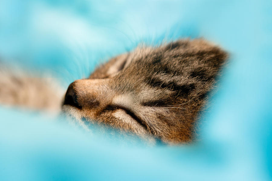Cat Photograph - 100pct  Innocence  Baby kitten by Roeselien Raimond