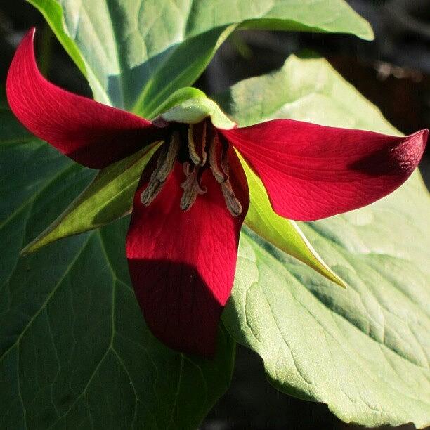 Nature Photograph - Red Trillium Wildflower by Laura Doty