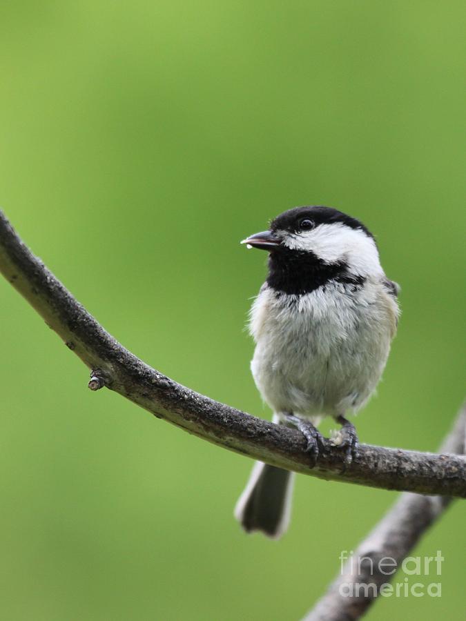 Black-capped Chickadee #101 Photograph by Jack R Brock
