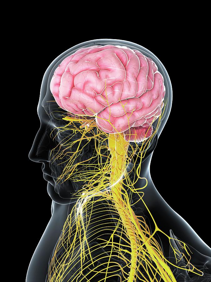 Male Nervous System #101 Photograph by Sciepro/science Photo Library ...