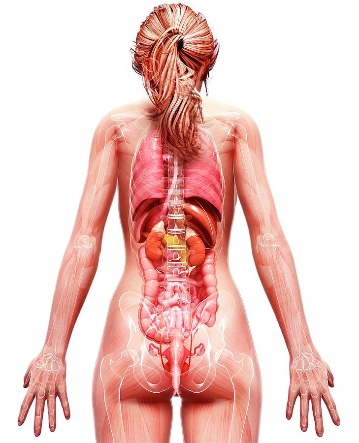 Female Anatomy Photograph By Pixologicstudio Science Photo Library