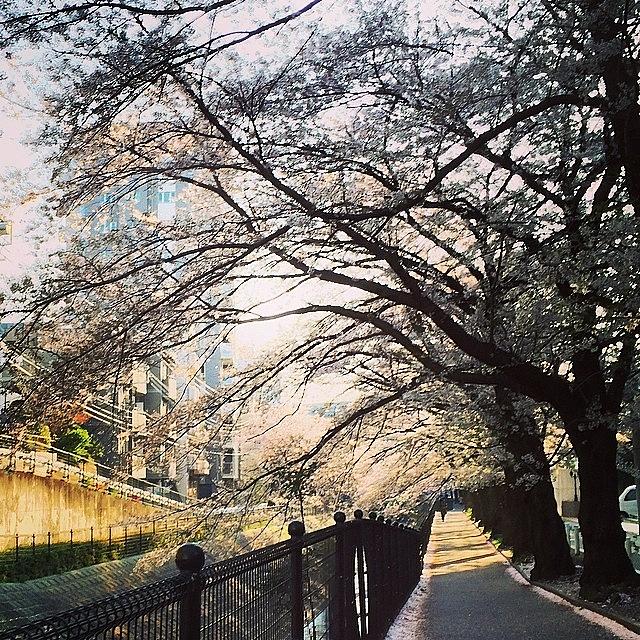 Instagram Photo #101396908471 Photograph by Tokyo Sanpopo