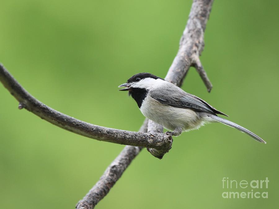 Black-capped Chickadee #102 Photograph by Jack R Brock