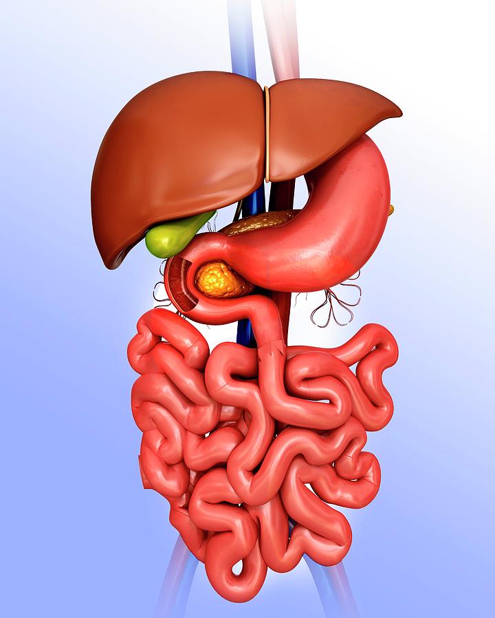 Illustration Photograph - Human Internal Organs #102 by Pixologicstudio