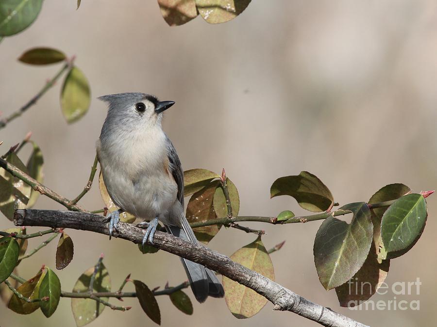 Tufted Titmouse #102 Photograph by Jack R Brock
