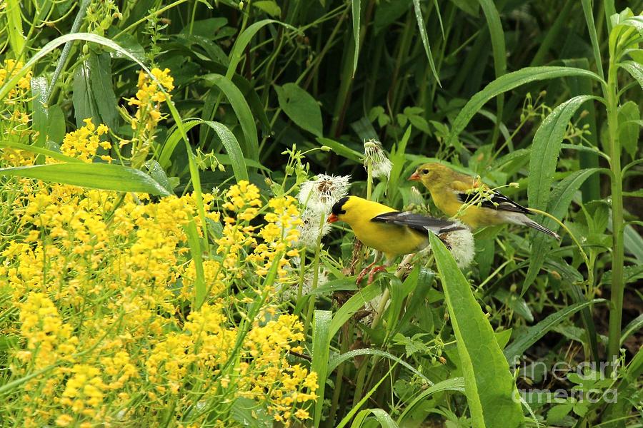 American Goldfinch #103 Photograph by Jack R Brock