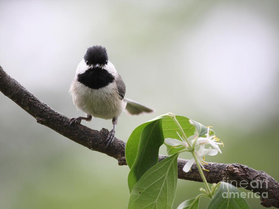 Black-capped Chickadee #103 Photograph by Jack R Brock