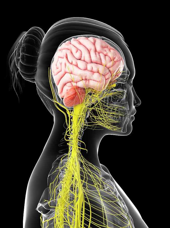 Female Nervous System Photograph by Sciepro/science Photo Library ...