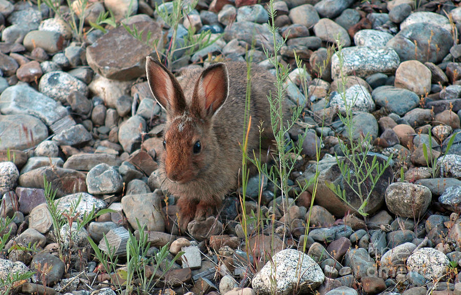 103P Snowshoe Hare Photograph by NightVisions