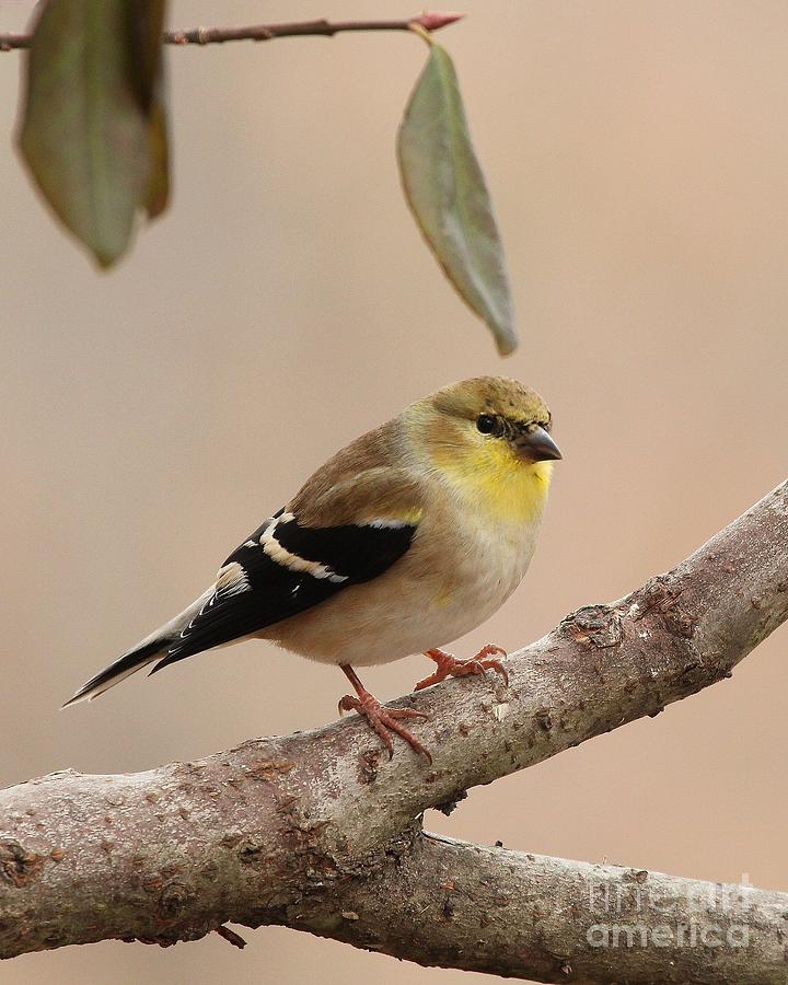 American Goldfinch #104 Photograph by Jack R Brock