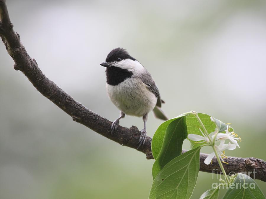 Black-capped Chickadee #104 Photograph by Jack R Brock