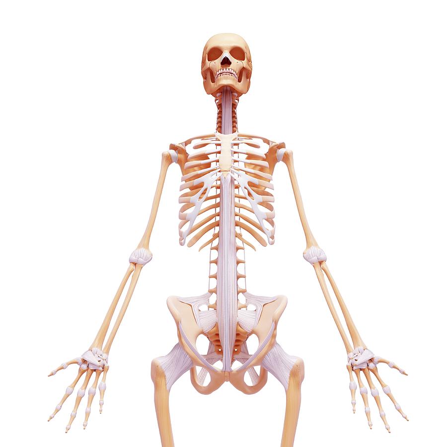 Female Skeleton #104 Photograph by Pixologicstudio/science Photo ...