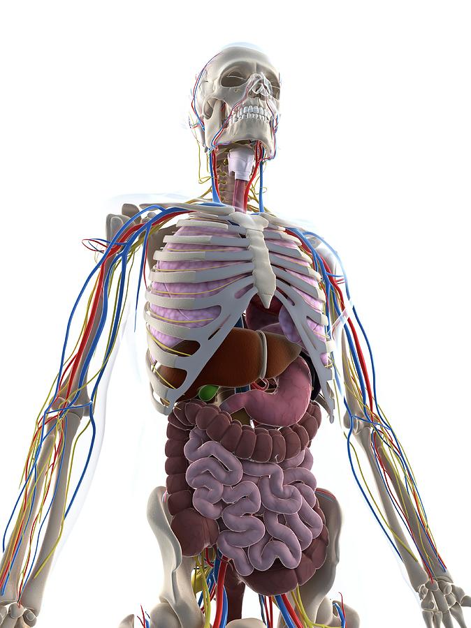 Male Anatomy #104 Photograph by Sciepro/science Photo Library - Fine ...