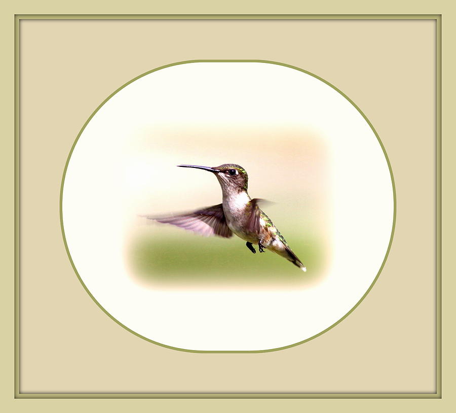 104757-025 - Ruby-throated Hummingbird Photograph