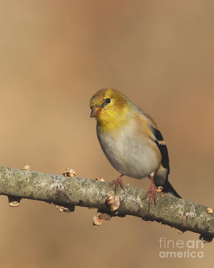 American Goldfinch #105 Photograph by Jack R Brock