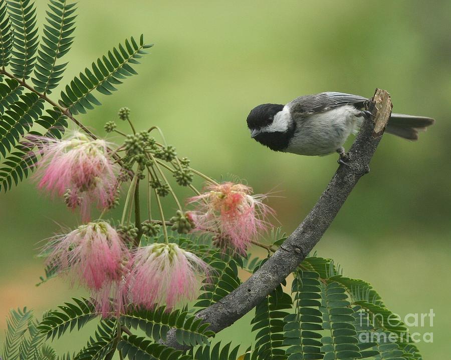 Black-capped Chickadee #105 Photograph by Jack R Brock