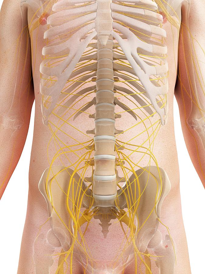 Male Nervous System #105 by Sciepro/science Photo Library