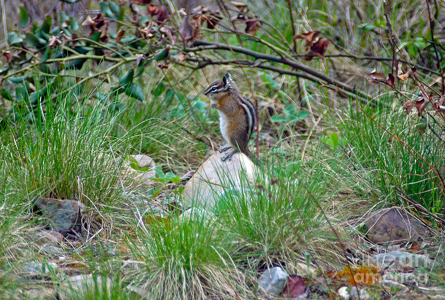105P Western Chipmunk Photograph by NightVisions