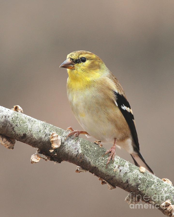 American Goldfinch #106 Photograph by Jack R Brock