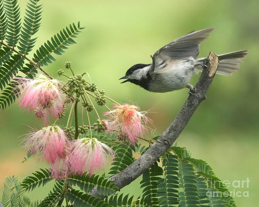 Black-capped Chickadee #106 Photograph by Jack R Brock