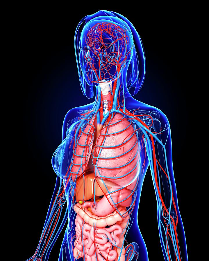 Female Anatomy Photograph by Pixologicstudio/science Photo Library