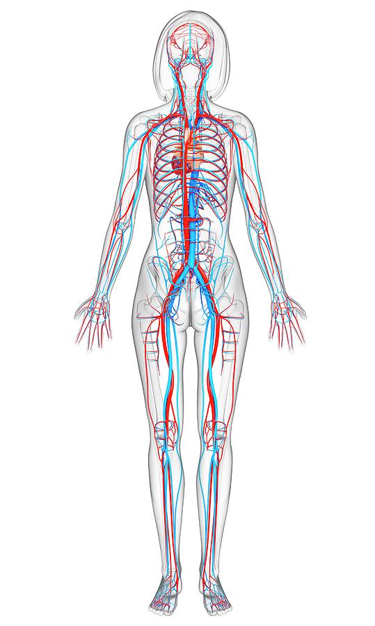 Female Cardiovascular System Photograph by Pixologicstudio/science ...