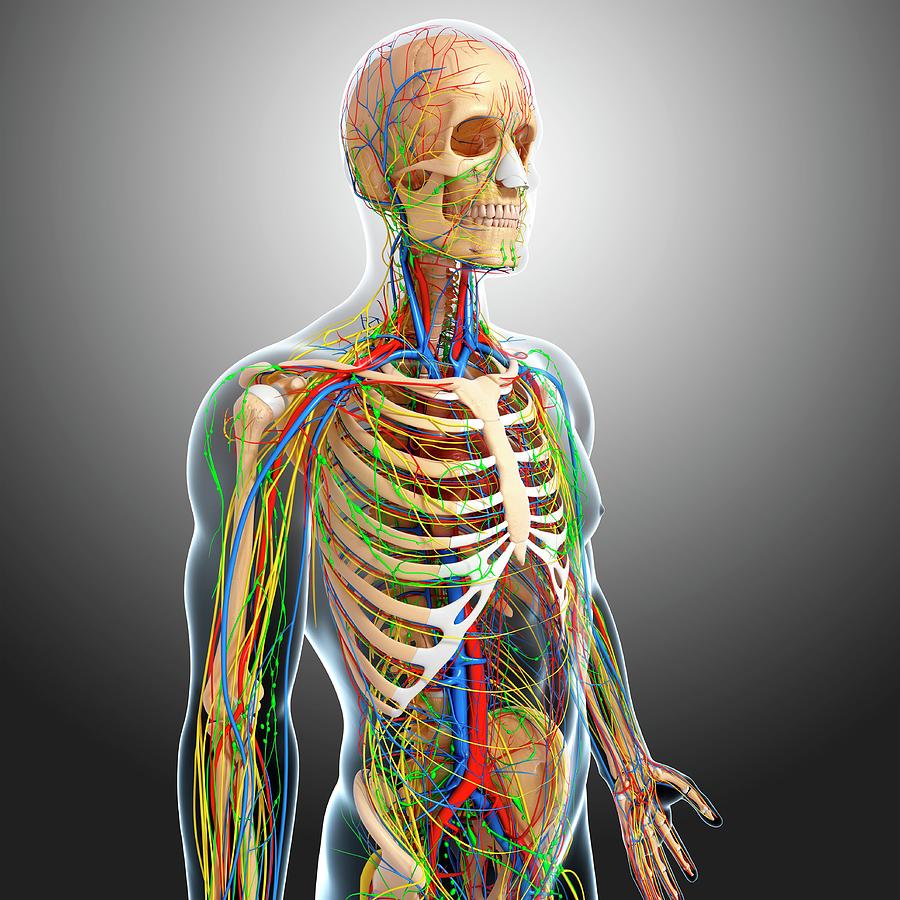 Human Anatomy #106 By Pixologicstudio Science Photo Library