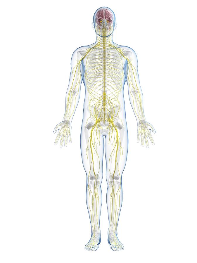 Male Nervous System Photograph by Sciepro/science Photo Library | Pixels