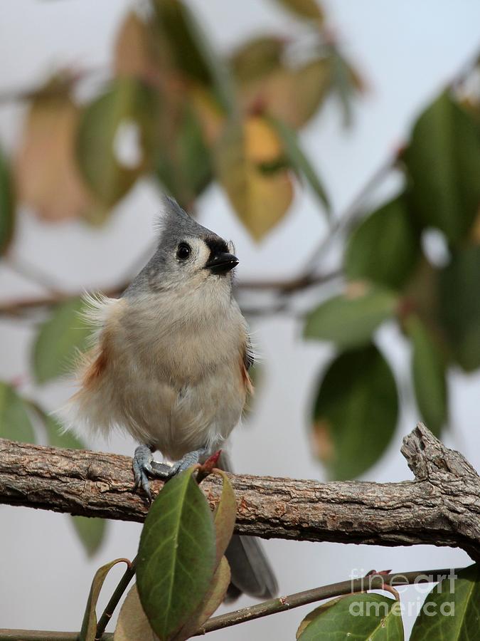 Tufted Titmouse #106 Photograph by Jack R Brock