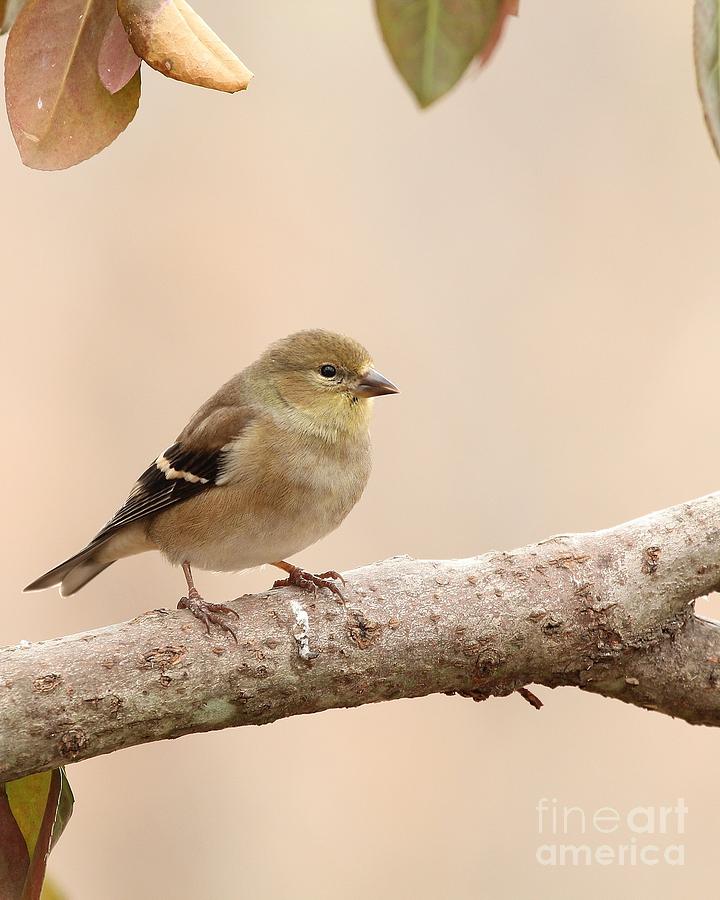 American Goldfinch #107 Photograph by Jack R Brock