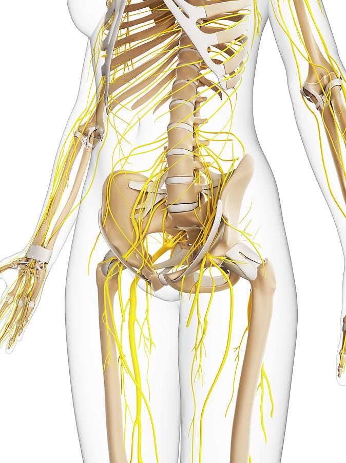 Female Nervous System Photograph by Sciepro/science Photo Library ...