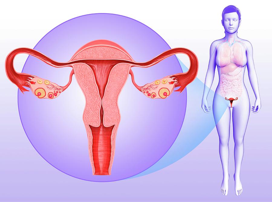 Female Reproductive System By Pixologicstudio Science Photo Library
