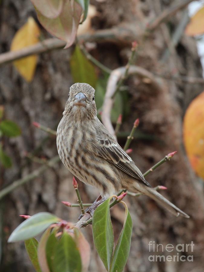 House Finch #107 Photograph by Jack R Brock