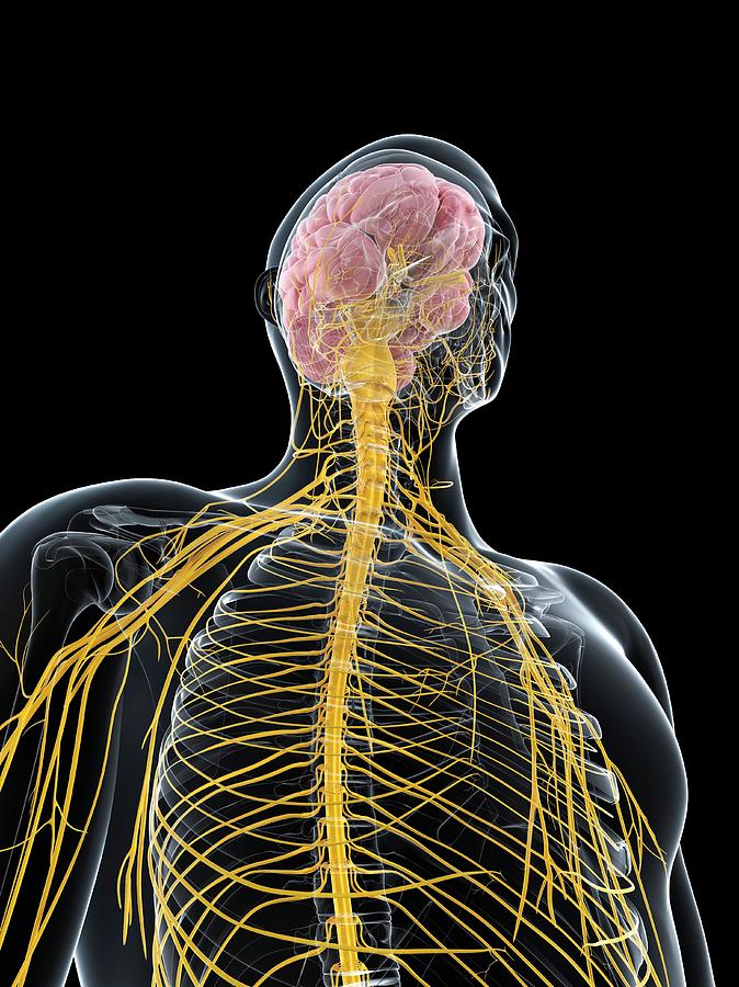 Male Nervous System Photograph by Sciepro/science Photo Library - Fine ...