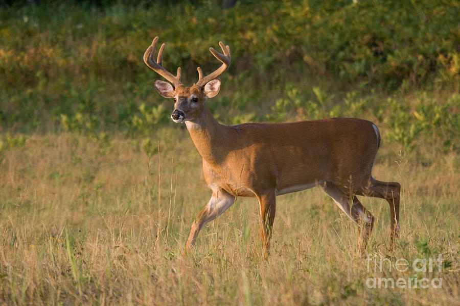 White-tailed Buck #107 Photograph by Linda Freshwaters Arndt