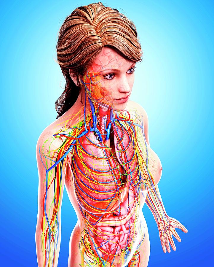 Female Anatomy Photograph by Pixologicstudio/science Photo Library ...