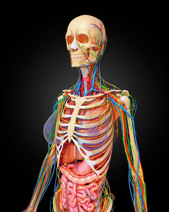 Female Anatomy Photograph by Pixologicstudio/science Photo Library ...