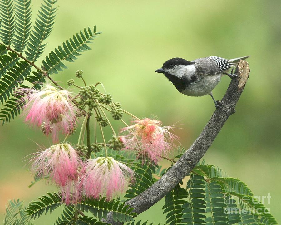 Black-capped Chickadee #108 Photograph by Jack R Brock