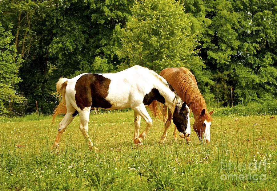 Horses Photograph