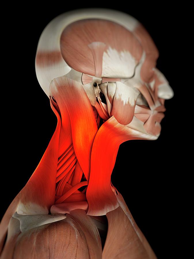 Human Neck Muscles Photograph by Sciepro - Fine Art America