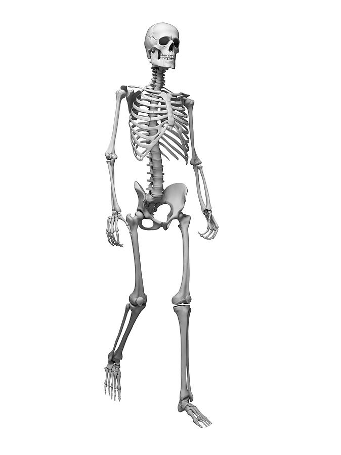 human skeleton back view hand-drawn sketch illustration 12321729 Vector Art  at Vecteezy