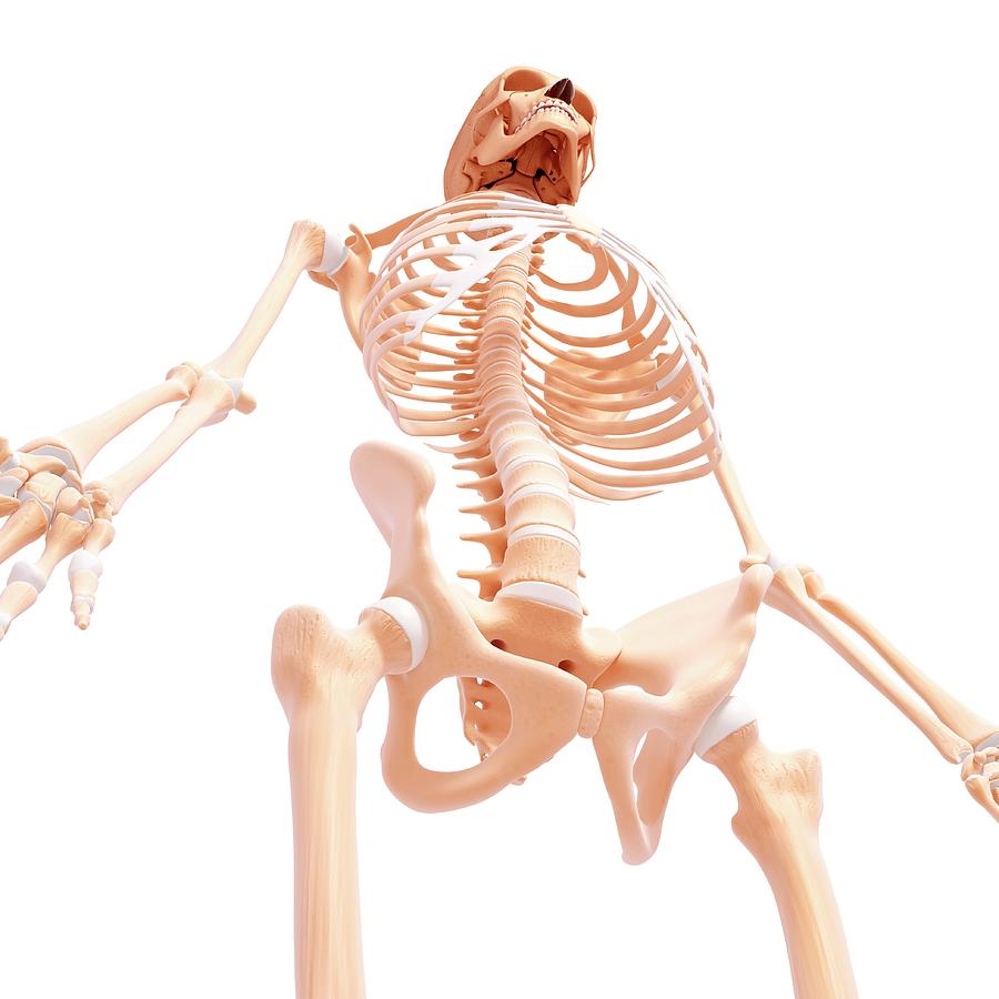 Скелет человека интерактивная модель