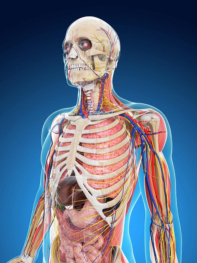 Male Anatomy Photograph by Sciepro/science Photo Library