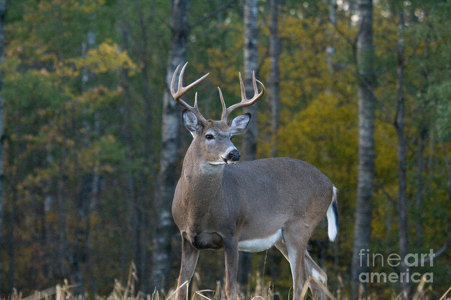 White-tailed Buck #108 Photograph by Linda Freshwaters Arndt