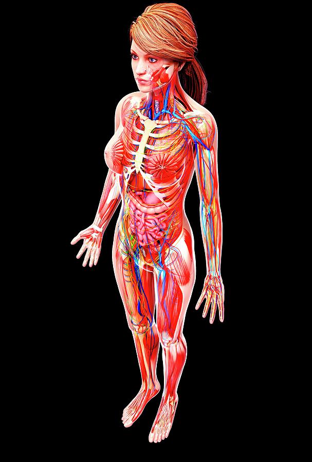 Female Anatomy Photograph by Pixologicstudio/science Photo Library