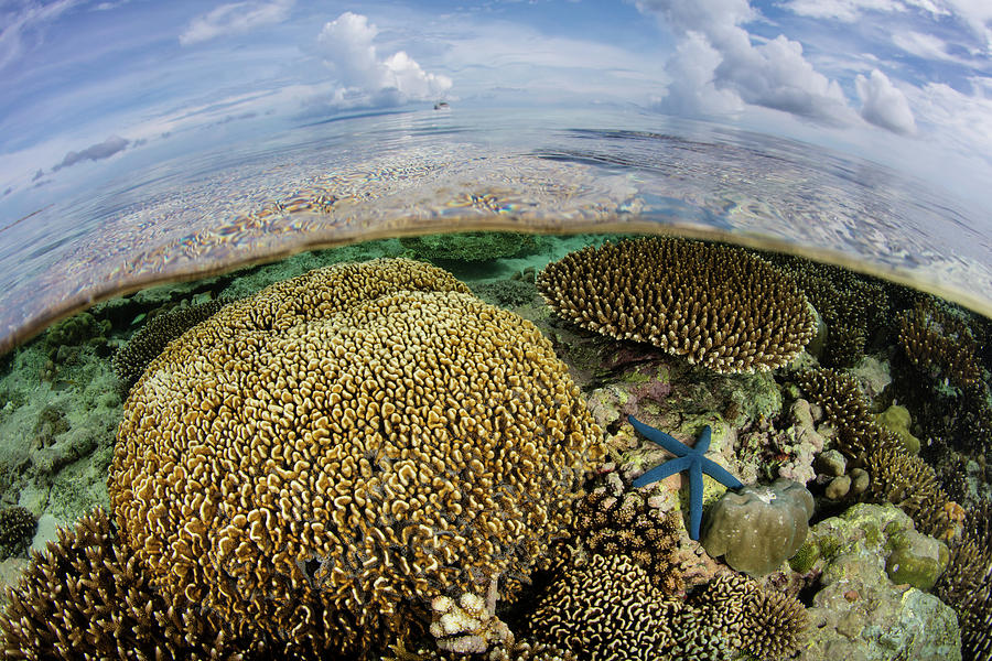 A Beautiful Coral Reef Grows Near An #11 Photograph by Ethan Daniels